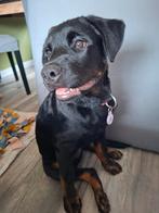 Milou pup 15 weken labrador /rottweiler, Dieren en Toebehoren, Honden | Niet-rashonden, Rabiës (hondsdolheid), 8 tot 15 weken