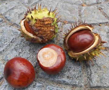 Paardenkastanjes - Veel kilo's beschikbaar! beschikbaar voor biedingen