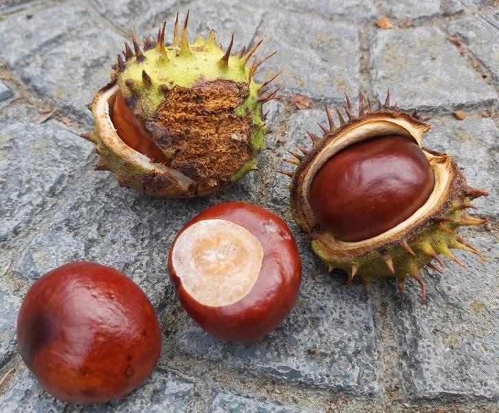 Paardenkastanjes - Veel kilo's beschikbaar!, Tuin en Terras, Bloembollen en Zaden, Zaad, Najaar, Volle zon, Ophalen