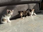 Kittens, Dieren en Toebehoren, Katten en Kittens | Overige Katten, Meerdere dieren