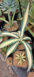 Zeldzame dwerg Americana mediopicta, Tuin en Terras, Planten | Tuinplanten, Overige soorten, Volle zon, Vaste plant, Ophalen of Verzenden