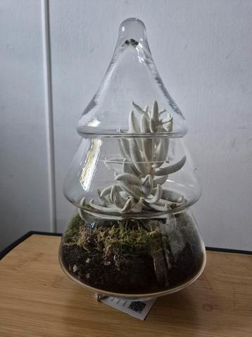 Vetplant in kerst glas beschikbaar voor biedingen