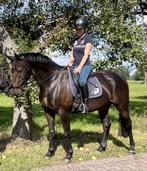Ierse 9-jarige ruin, Gechipt, Ruin, Niet van toepassing, 7 tot 10 jaar