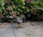 Haantje Wyandotte (19-05-2025), Dieren en Toebehoren, Pluimvee, Mannelijk, Kip