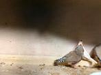 Zebravinken, Dieren en Toebehoren, Vogels | Overige Vogels, Meerdere dieren, Geringd