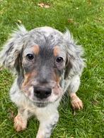 Engelse setter pup te koop, Dieren en Toebehoren, Honden | Setters en Staande honden, Reu, CDV (hondenziekte), 8 tot 15 weken