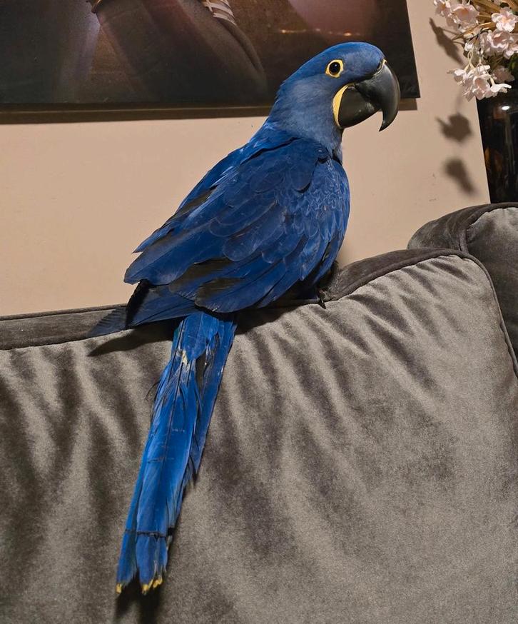 Tamme Hyacint Ara te reserveren!, Dieren en Toebehoren, Vogels | Parkieten en Papegaaien, Papegaai, Mannelijk