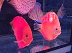 Discus red Melon Kweekkoppel - Siner - Koidreams, Vis, Zoetwatervis