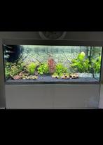 Aquarium Oase Highline 400 incl. vissen en toebehoren, Dieren en Toebehoren, Vissen | Aquaria en Toebehoren, Ophalen, Zo goed als nieuw