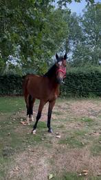 Leuke sport pony te koop, Dieren en Toebehoren, Pony's, Ruin, Springpony, Zadelmak, 3 tot 6 jaar
