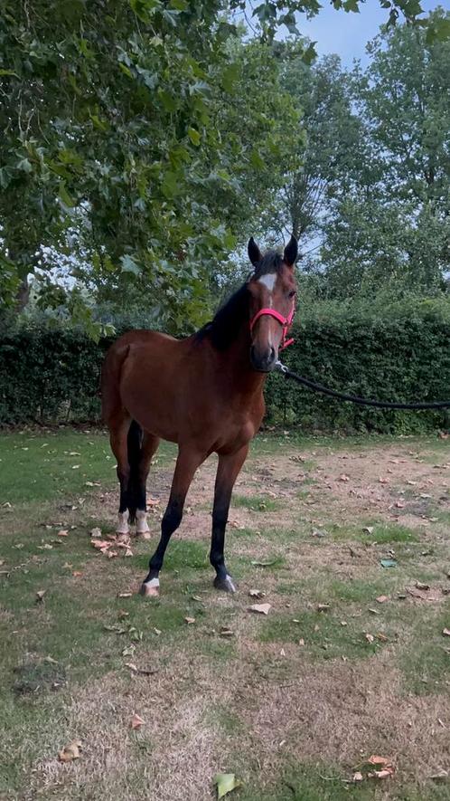 Leuke sport pony te koop, Dieren en Toebehoren, Pony's, Ruin, Zadelmak, E pony (1.48m - 1.57m), Springpony, 3 tot 6 jaar, Gechipt