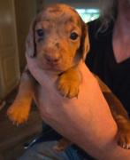 Merle dwerg tekkel pupy 's, Dieren en Toebehoren, CDV (hondenziekte), 8 tot 15 weken, Dwerg, Meerdere dieren