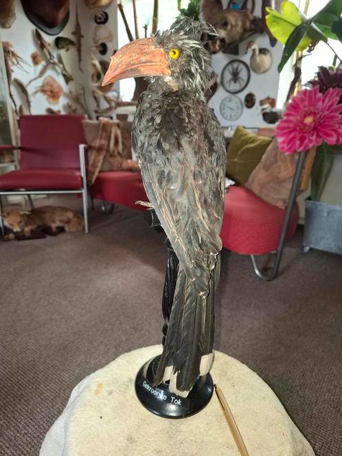 Opgezette.Taxidermie.Taxidermy. GEKROONDE TOK, Huis en Inrichting, Woonaccessoires | Droogbloemen, Zo goed als nieuw, Ophalen of Verzenden