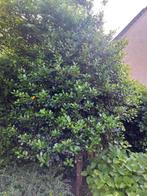 Grote hulst, Tuin en Terras, Planten | Bomen, Ophalen, Herfst, Halfschaduw, Overige soorten