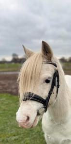 Knappe welsh merrie, Dieren en Toebehoren, Pony's, Merrie, B pony (1.17m tot 1.27m), Ontwormd, 11 jaar of ouder