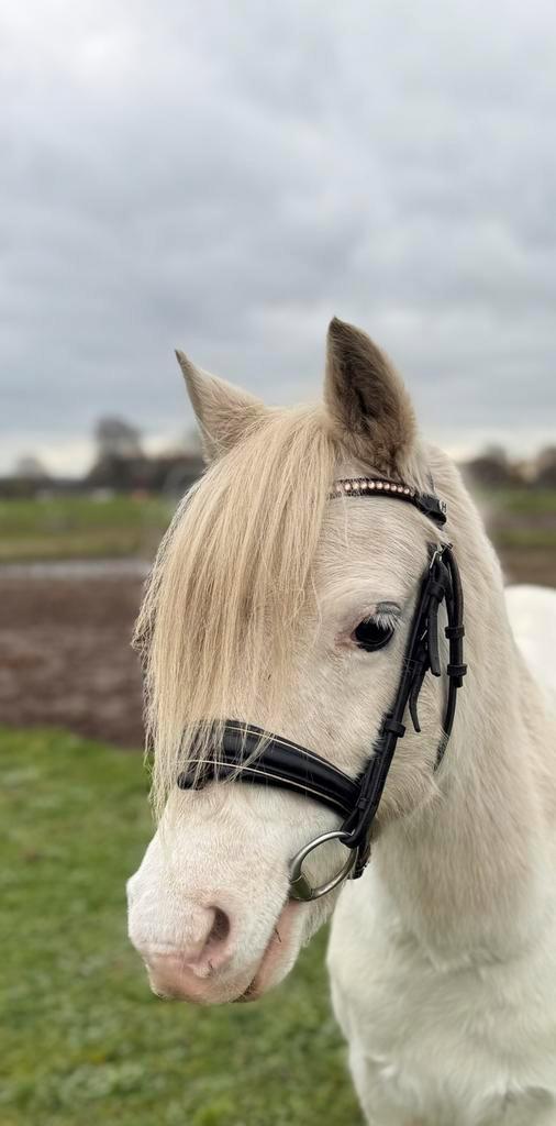 Knappe welsh merrie, Dieren en Toebehoren, Pony's, Merrie, B pony (1.17m tot 1.27m), 11 jaar of ouder, Met stamboom, Ontwormd