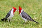 Bewezen koppel roodkuif kardinalen, Meerdere dieren, Tropenvogel, Geringd