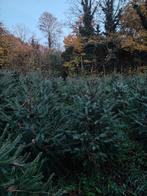 Kerstbomen partij van ca 600 stuks, Diversen, Ophalen