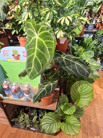 Anthurium Regale beschikbaar voor biedingen