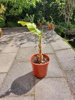 Bananenplant Musa Basjoo, Tuin en Terras, Ophalen, Volle zon, Overige soorten, Minder dan 100 cm
