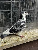 BESTE POSTDUIF, Dieren en Toebehoren, Vogels | Duiven, Mannelijk, Postduif