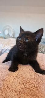 1 mooi kitten, Dieren en Toebehoren, Katten en Kittens | Raskatten | Korthaar, Meerdere dieren