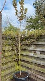 Groene bolesdoorn, Tuin en Terras, Ophalen of Verzenden