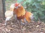 Araucana kriel haan, Dieren en Toebehoren, Mannelijk, Kip