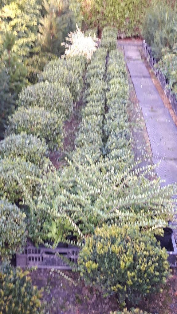 Lonicera bollen in pot, Ophalen, Overige soorten, Halfschaduw