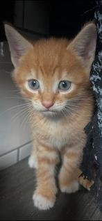 Kittens, Dieren en Toebehoren, Katten en Kittens | Dekkaters