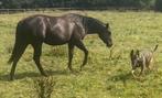 Te koop smokey Black en  donker buckskin quarter horse, Dieren en Toebehoren, Paarden, Minder dan 160 cm, Gechipt, Niet van toepassing