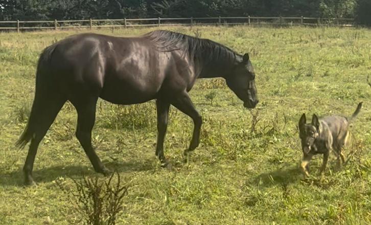 Te koop smokey Black en  donker buckskin quarter horse, Dieren en Toebehoren, Paarden, Hengst, Niet van toepassing, Minder dan 160 cm