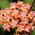 Hoya fitchii, Huis en Inrichting, Kamerplanten, Ophalen of Verzenden, Overige soorten, Minder dan 100 cm