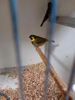 Vele soorten vogels kanaries tropen parkieten papagaaien, Dieren en Toebehoren, Vogels | Kanaries