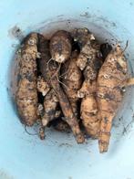 Aardpeer, zonnewortel, topinaboer, Ophalen of Verzenden