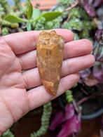 Carcharodontosaurus kem kem Marokko fossiel dinosaurus dino, Verzamelen, Mineralen en Fossielen, Ophalen of Verzenden, Fossiel