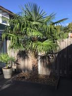 Mooie Palmboom, Ophalen, Zomer, Volle zon, Palmboom