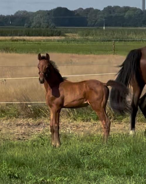 Hengstveulen Secret Lover, Dieren en Toebehoren, Paarden, Hengst, Onbeleerd, Minder dan 160 cm, 0 tot 2 jaar, Dressuurpaard, Met stamboom