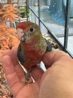 Jonge stanley rosella net uit het nest, Dieren en Toebehoren, Vogels | Parkieten en Papegaaien, Mannelijk, Parkiet, Tam