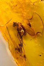 Baltisch barnsteen met insecten – 3 stuks in display (A), Ophalen of Verzenden, Fossiel