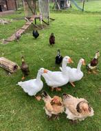 Kuikens van 26-4 witte boerengans, Eend, Meerdere dieren