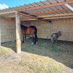 Schuilstal, paardenstal, schuilhok paarden in voorraad, Stalling, 2 of 3 paarden of pony's