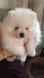 Pomeriaan cream mini reutje, België, Fokker | Hobbymatig, Reu, 8 tot 15 weken