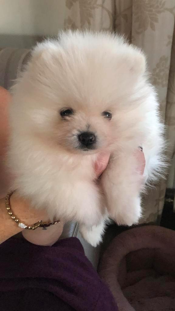 Pomeriaan cream mini reutje, Dieren en Toebehoren, Honden | Poolhonden, Keeshonden en Oertypen, Reu, Keeshond, Fokker | Hobbymatig