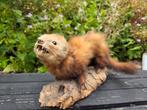 Opgezette marter/bunzing, Verzamelen, Dierenverzamelingen, Ophalen of Verzenden, Gebruikt, Wild dier, Opgezet dier
