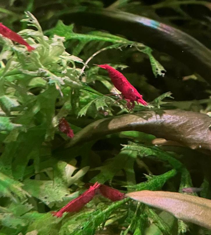 Rode garnalen | bloody mary neocaridina | 10st voor 10,-, Dieren en Toebehoren, Vissen | Aquariumvissen, Zoetwatervis, Kreeft, Krab of Garnaal