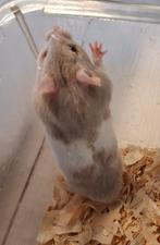 Lieve, jonge, handtamme Goudhamsters m/v (Syrische hamster), Dieren en Toebehoren, Hamster, Juni, Meerdere dieren, Tam