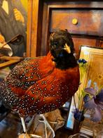 Opgezette “Rood saterhoen”, Verzamelen, Dierenverzamelingen, Ophalen, Zo goed als nieuw, Vogel, Opgezet dier