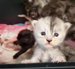 Maine Coon kittens garantiecontract/stamboom ID., Dieren en Toebehoren, Katten en Kittens | Raskatten | Langhaar, Meerdere dieren