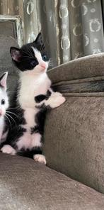 Kitten lief en speels, Dieren en Toebehoren, Katten en Kittens | Overige Katten, Kater, 0 tot 2 jaar